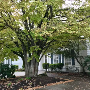 Heartafire Counseling