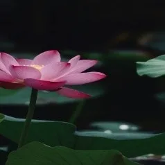 Heather Hutchinson, MS, MSW, LLMSW, CAADC, Clinical Social Worker  in Ann Arbor, MI 