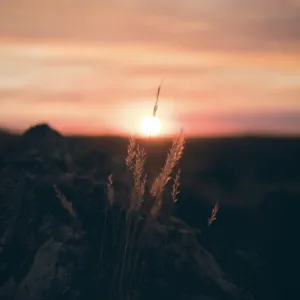 Bright spot counseling and Counseling and emdr treatment center