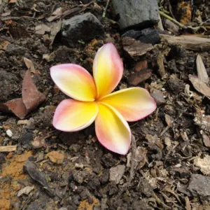 Garden city therapy pllc | michelle ambalu lcsw