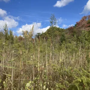 Gillian Jackson, LLMSW, Licensed Master of Social Work in Chelsea, MI 